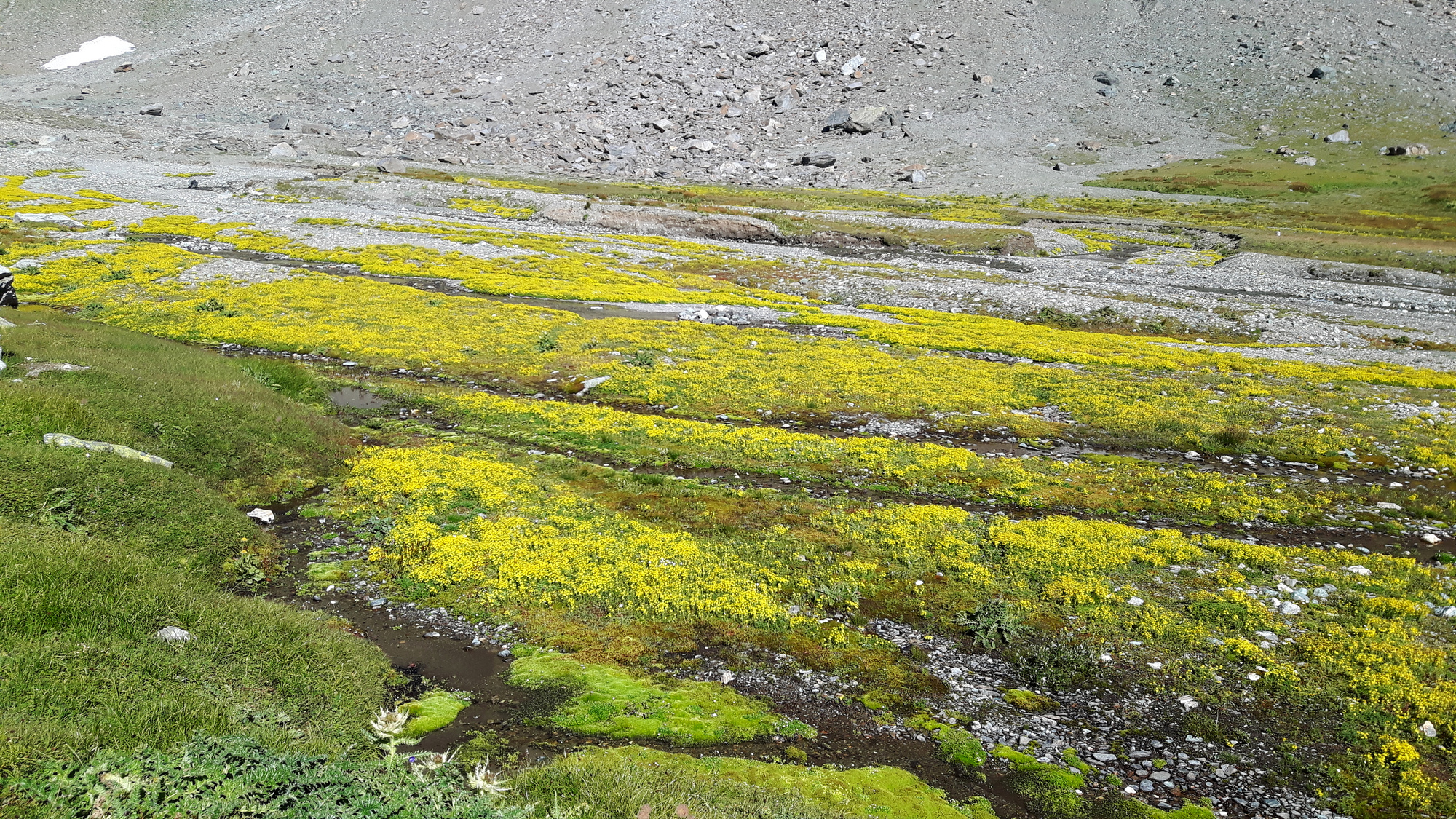 Hochfläche mit Wassermäandern und gelber Bachwurz