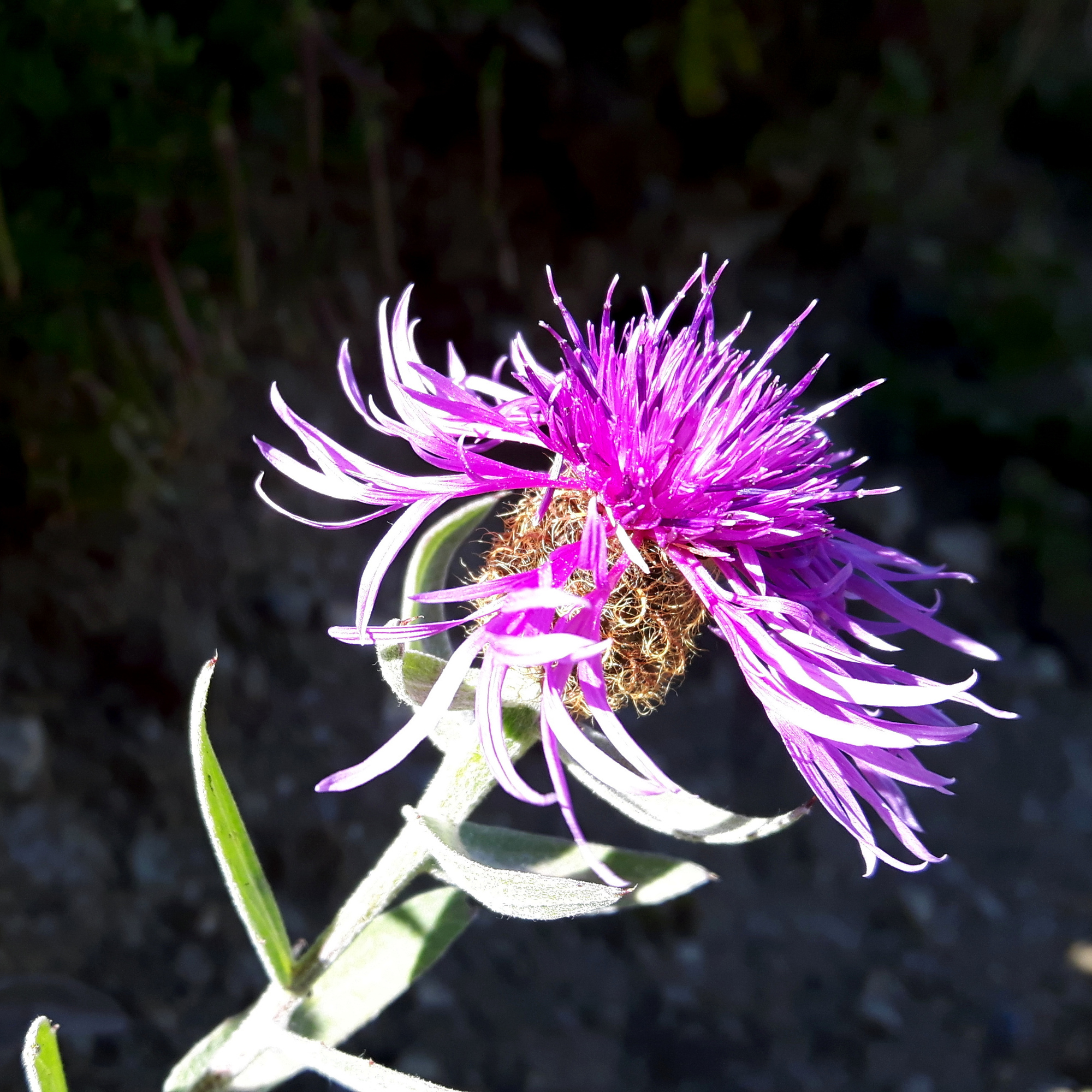 Centaurea montana Blüte