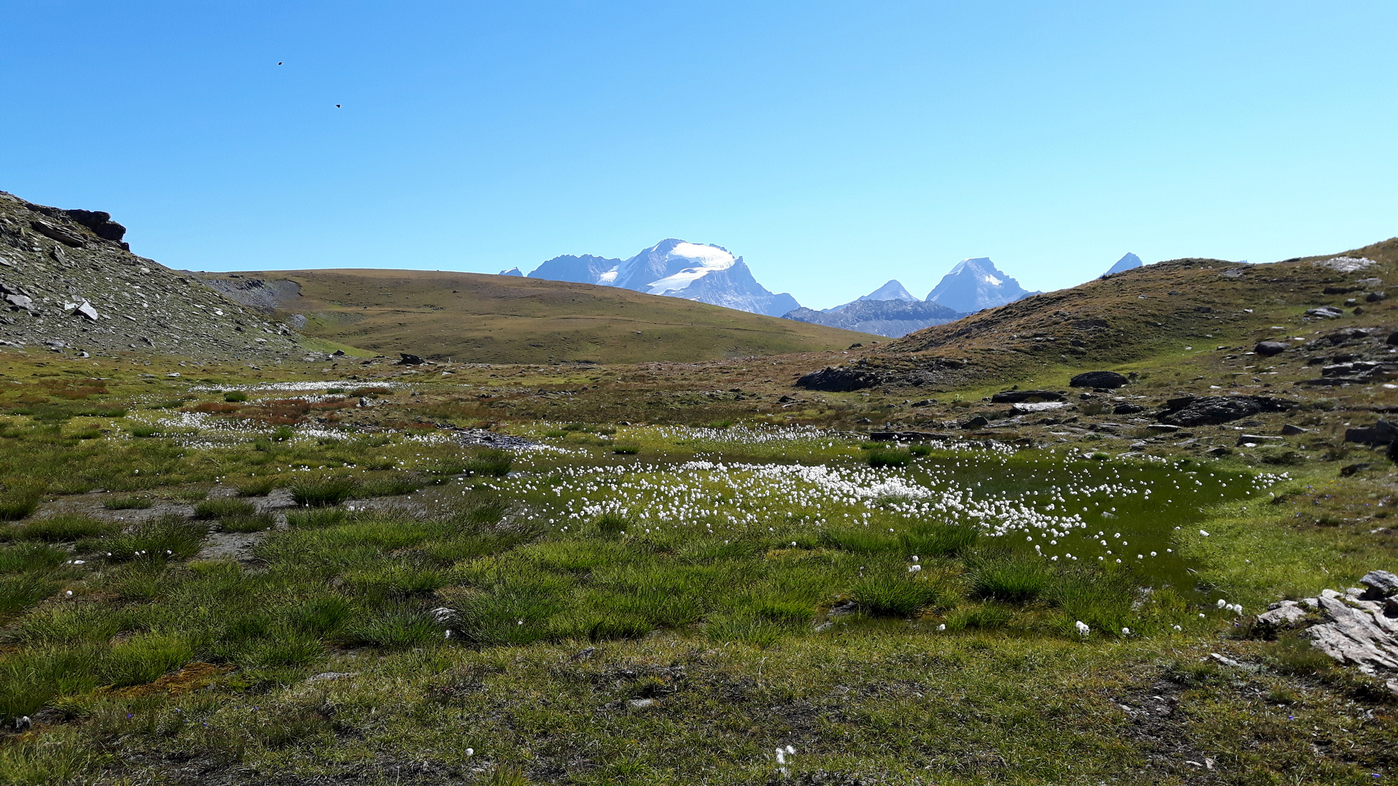 Panoramablick über Wollgras zum Gran Paradiso