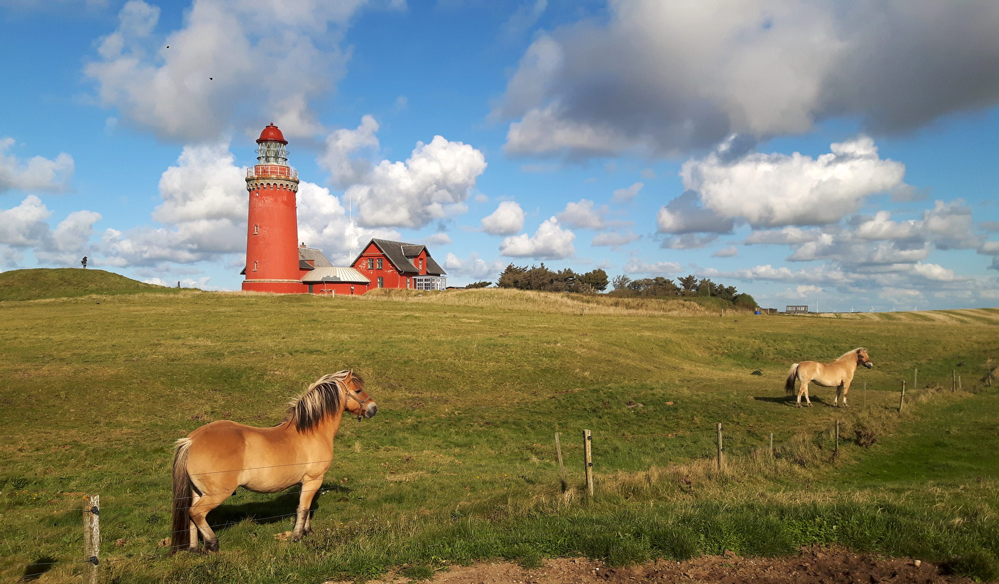 Roter Leuchtturm mit Pferden Dänemark