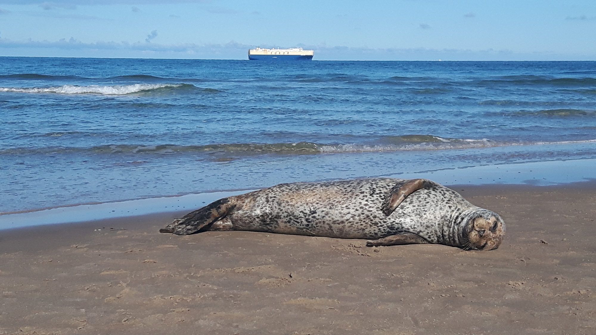 Robbe am Sandstrand von Grenen