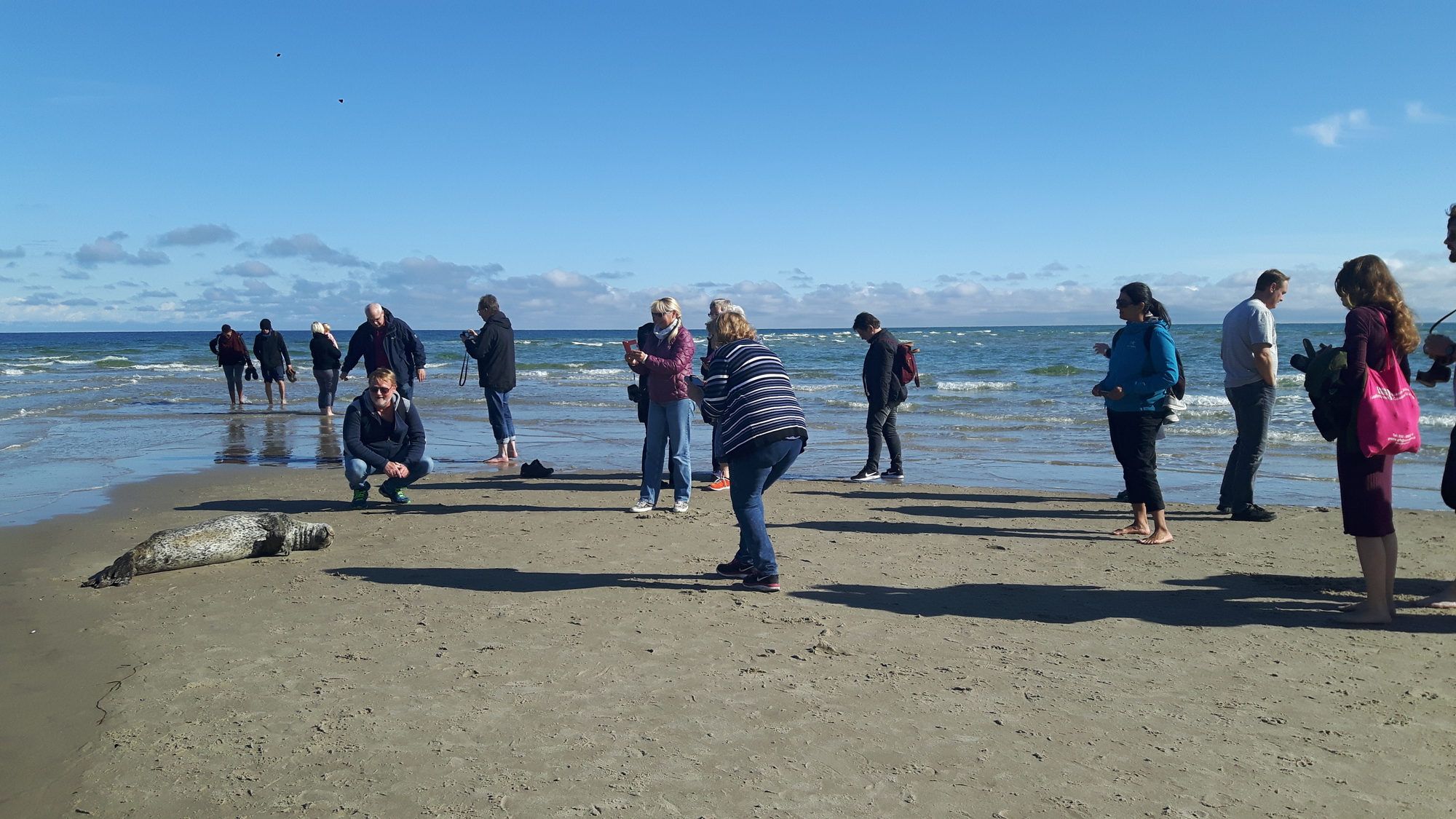 Menschen & Robbe am Sandstrand von Grenen
