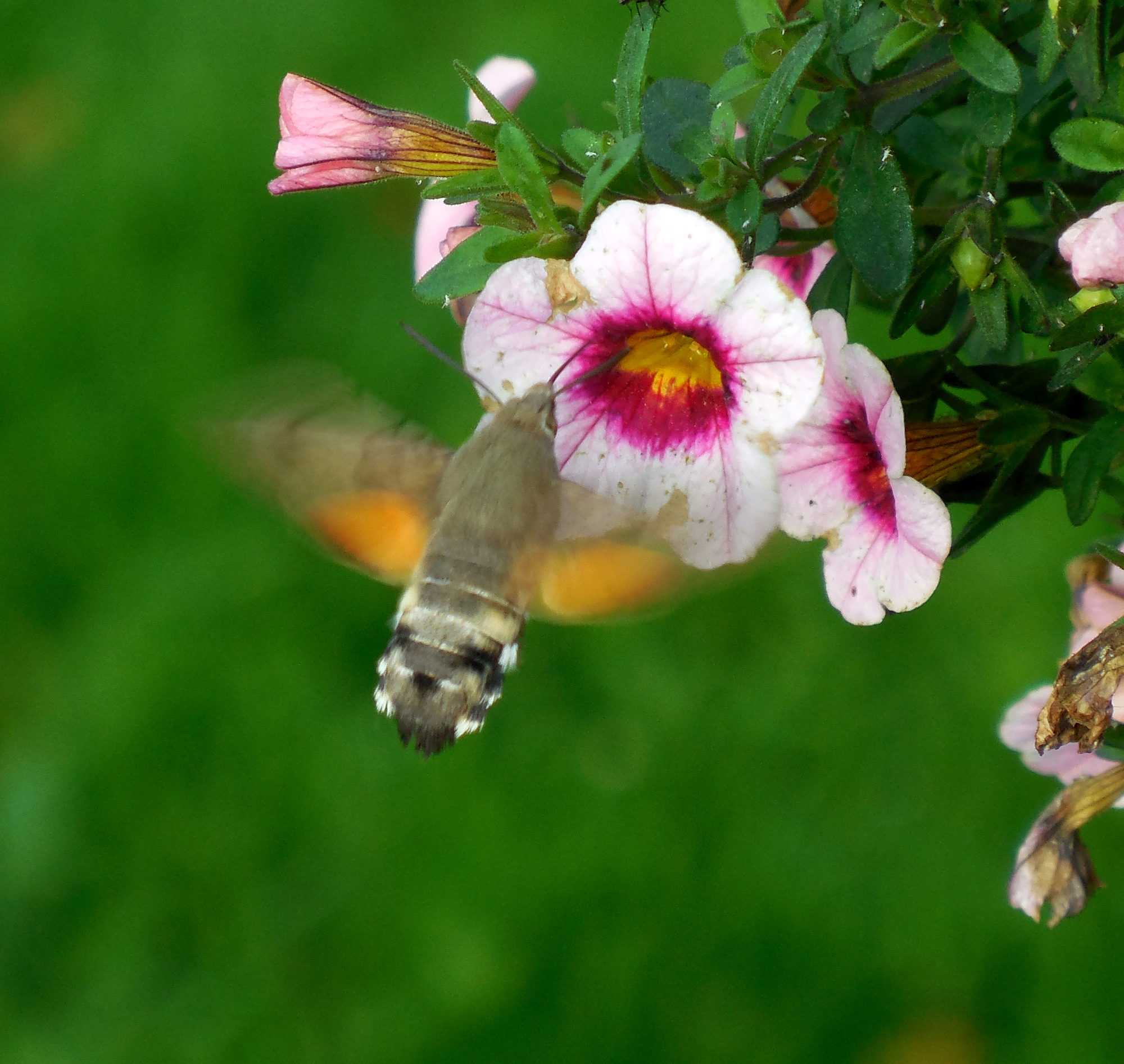 Motte im Schwirrflug an Blüte
