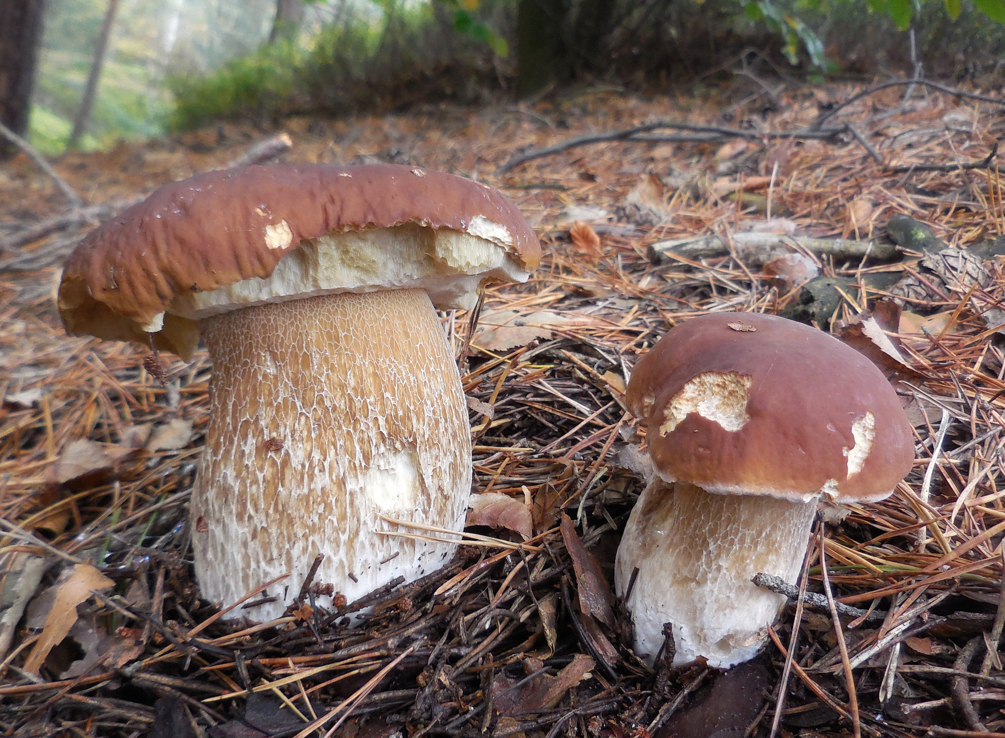 Echte Steinpilze im Wald