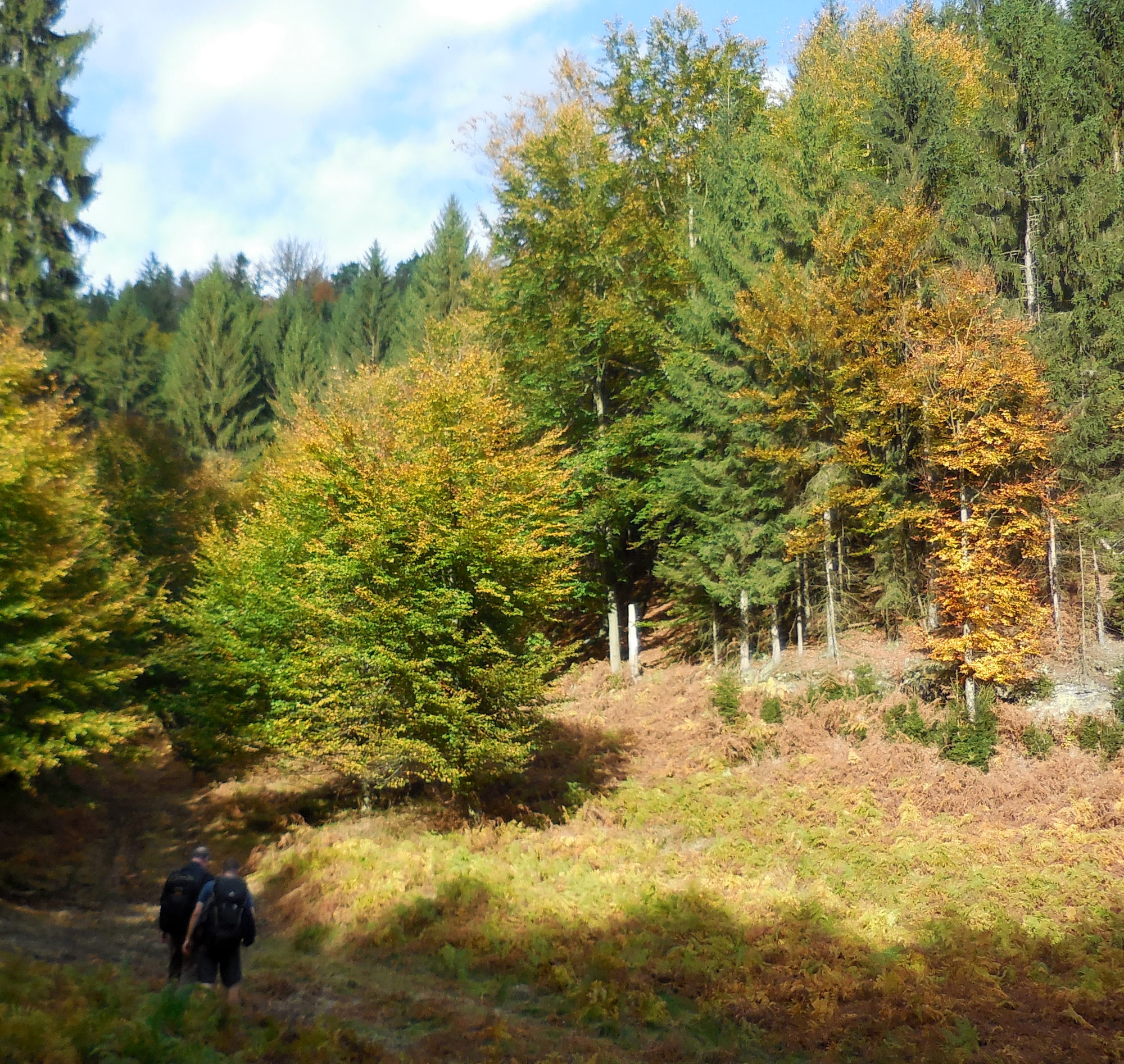 im Wald auf Abzweigen
