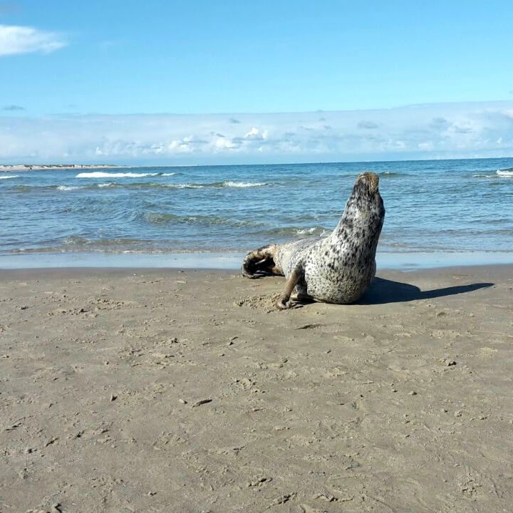 Robbe am Sandstrand von Grenen