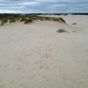 Sanddüne