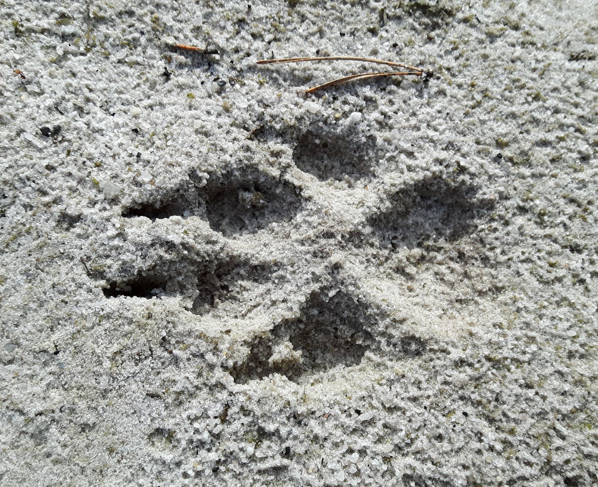 Wolf Spur im Sand