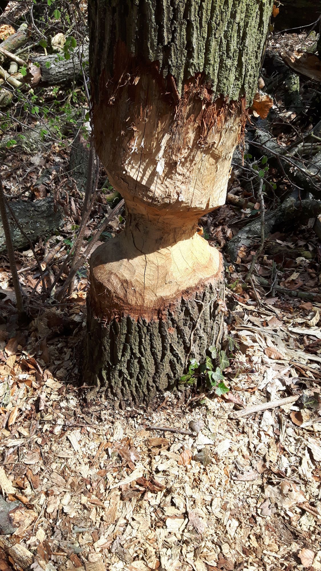 Der Biber am Strausberger See