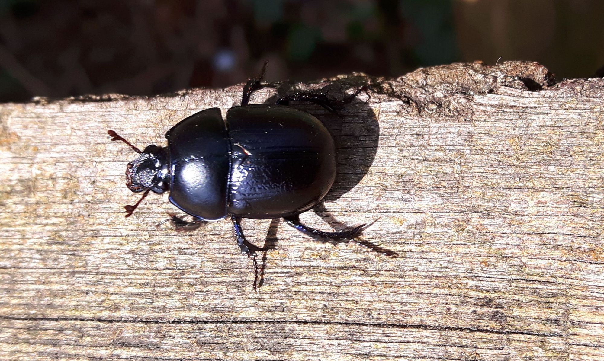 ein schwarzer Käfer am Strausberger See