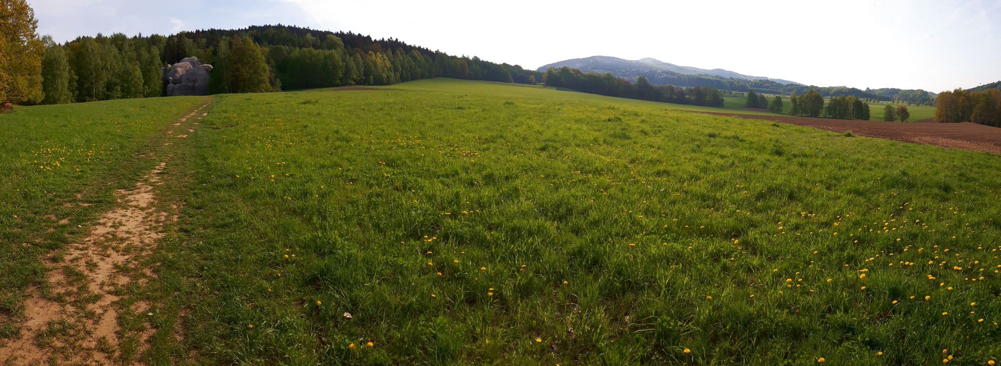 Morgens über die Felder zum Wald hoch