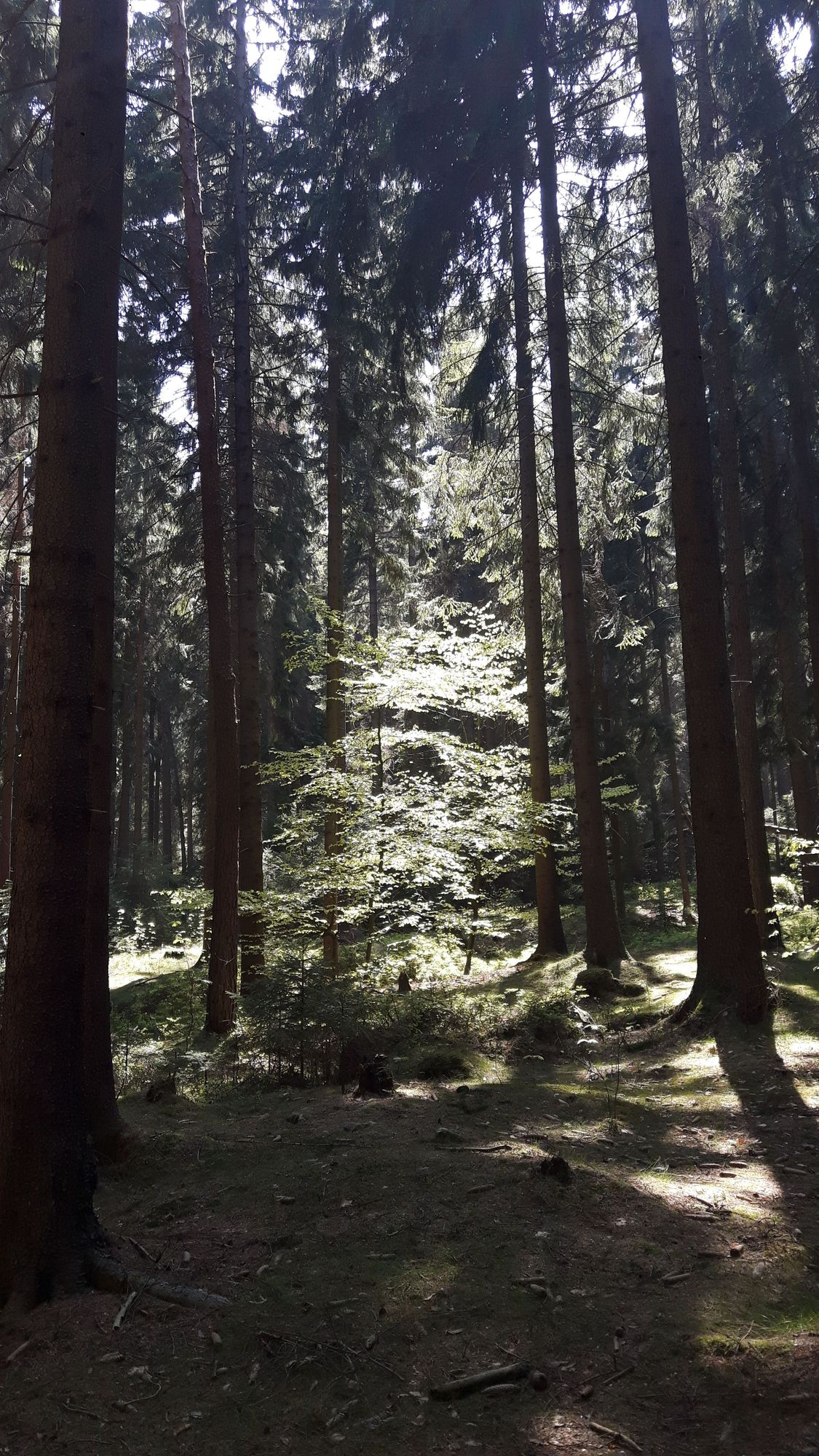 Sonne im finsteren Fichtenwald