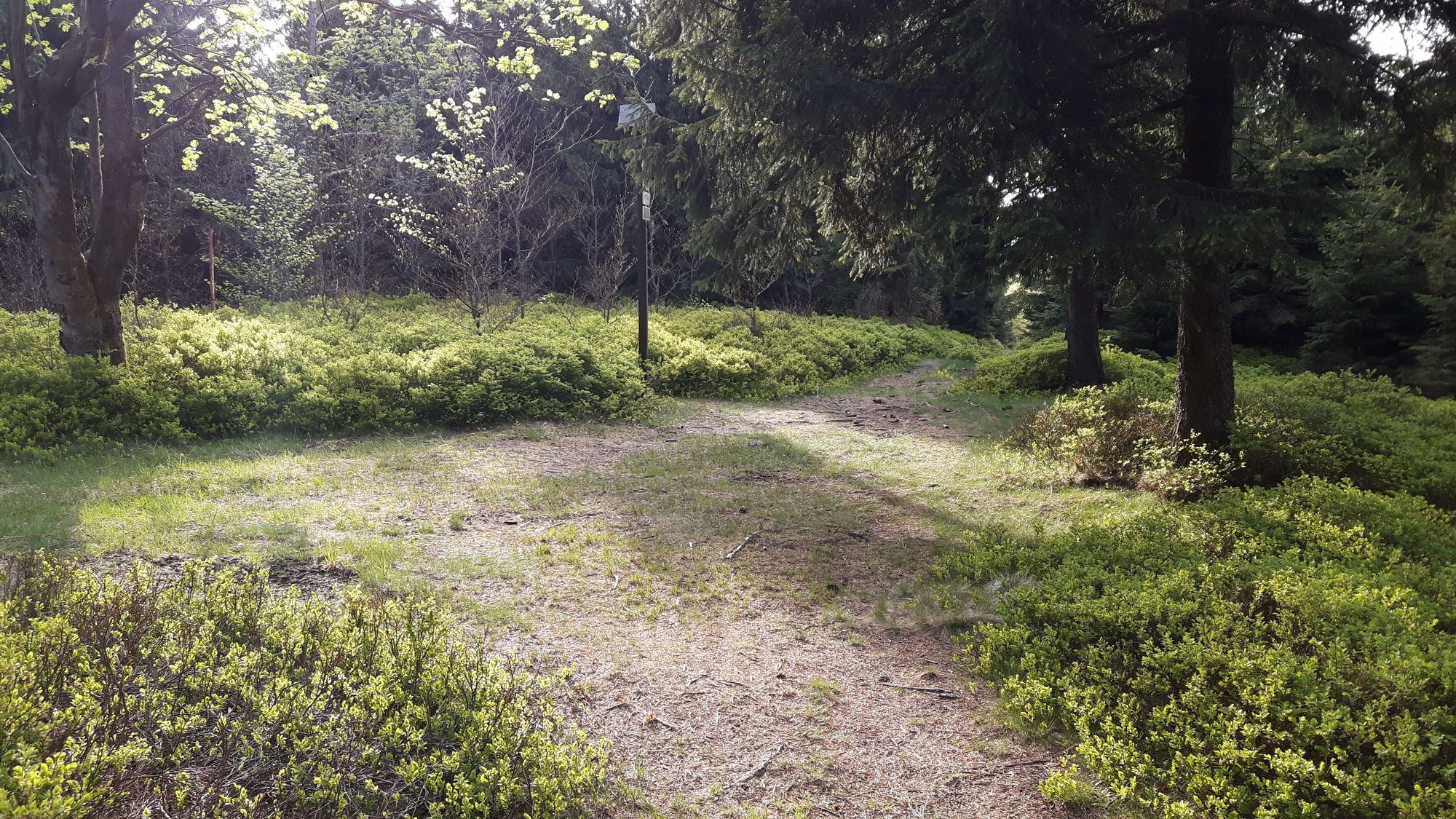 Wege Gabelung