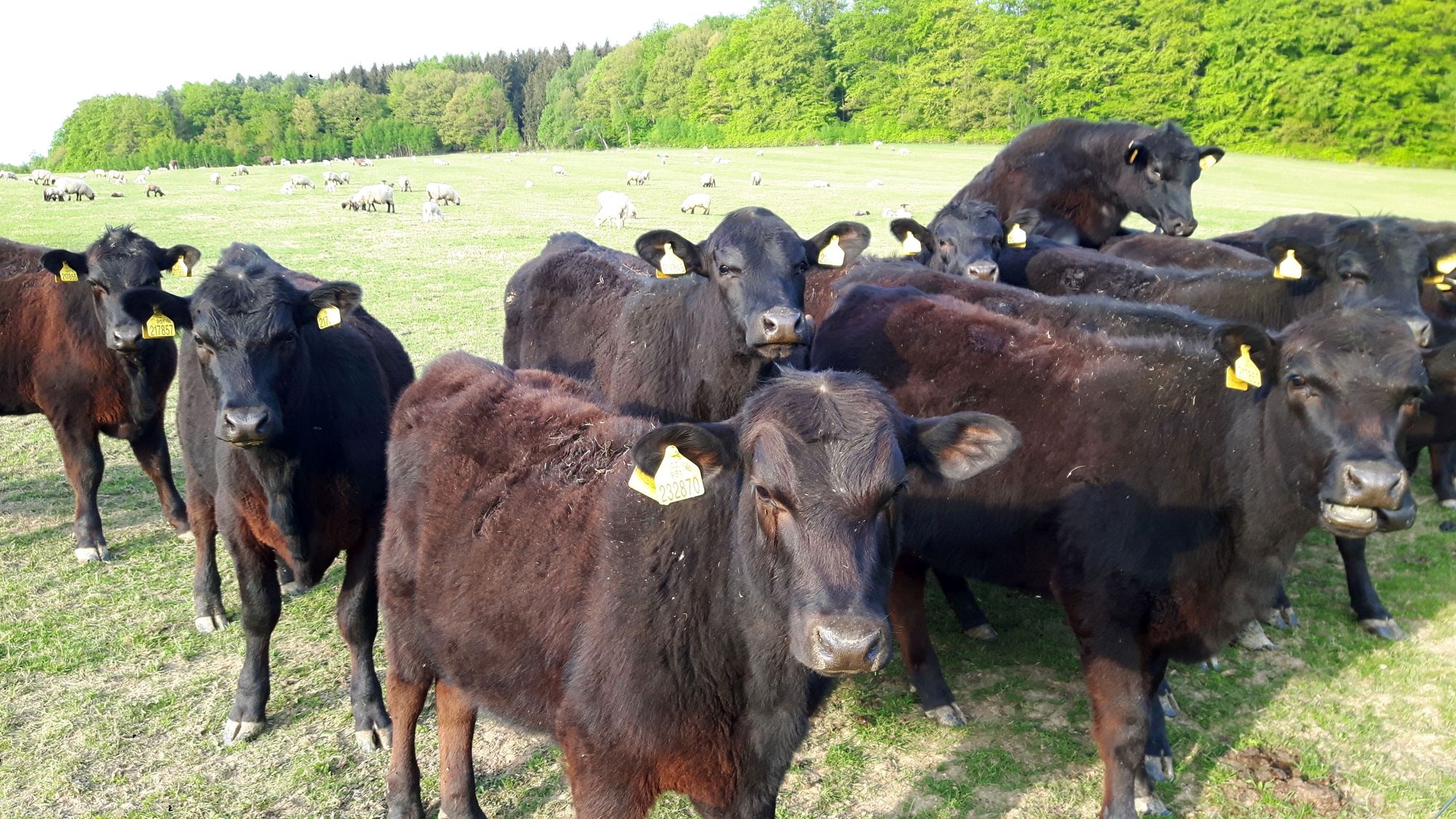 Rinder auf der Weide