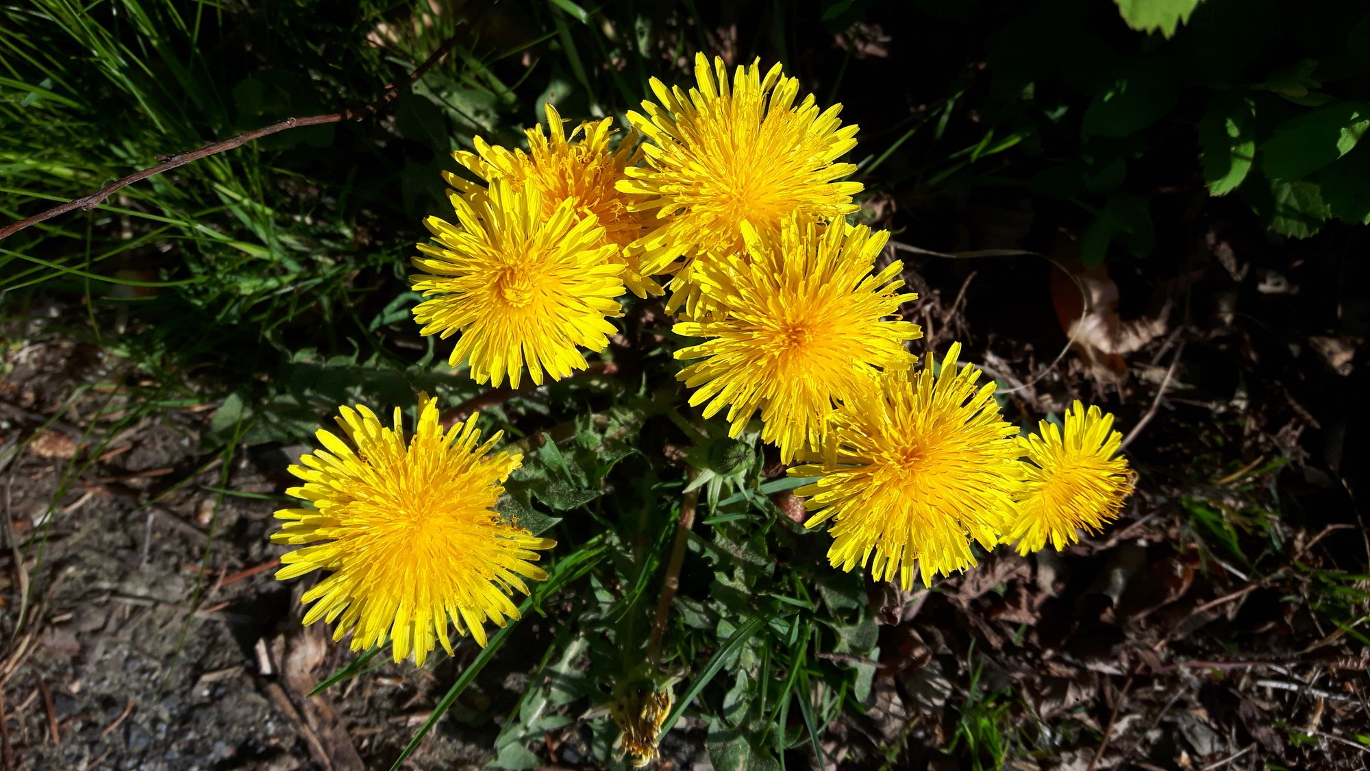 gelbe Löwenzahnblüten