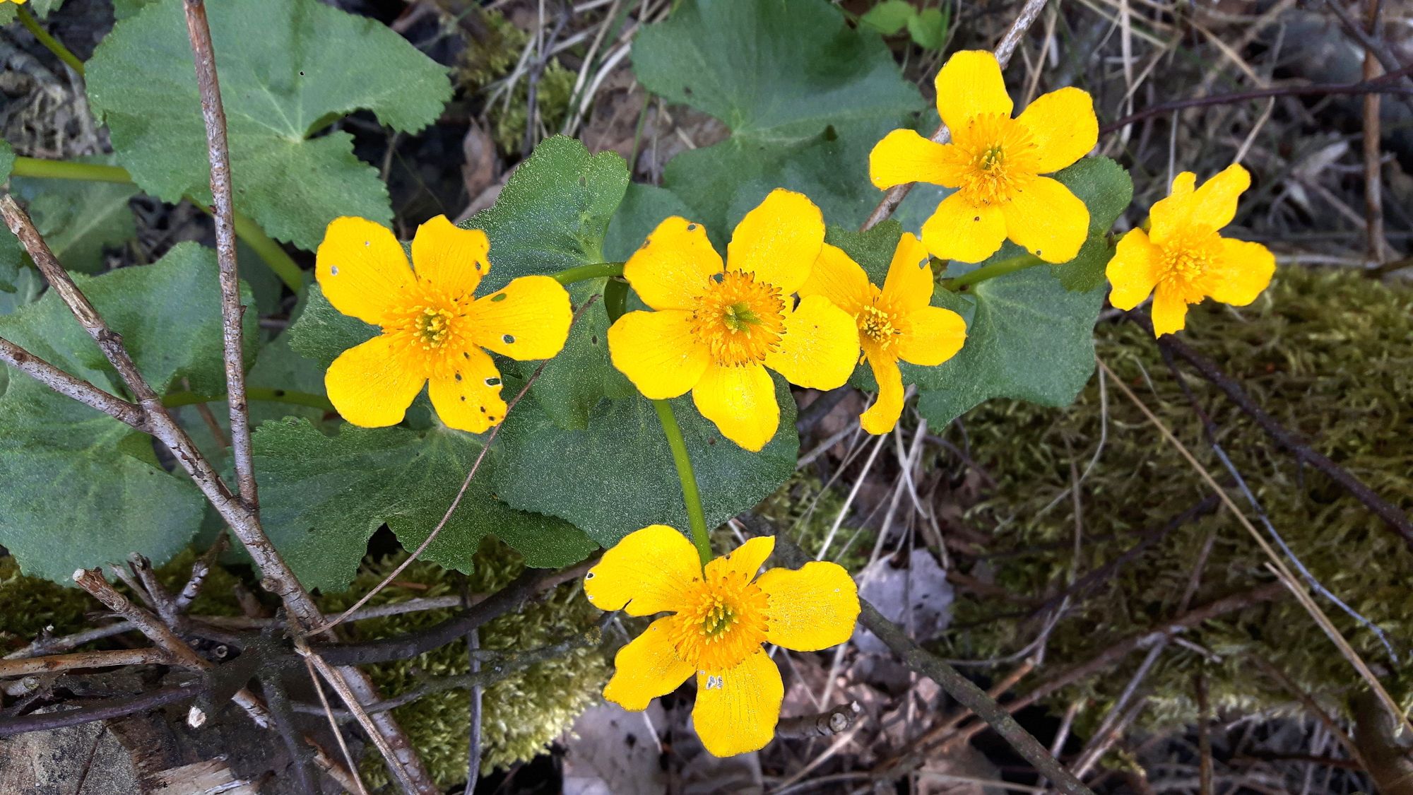 gelbe Dotterblumen am Sumpf