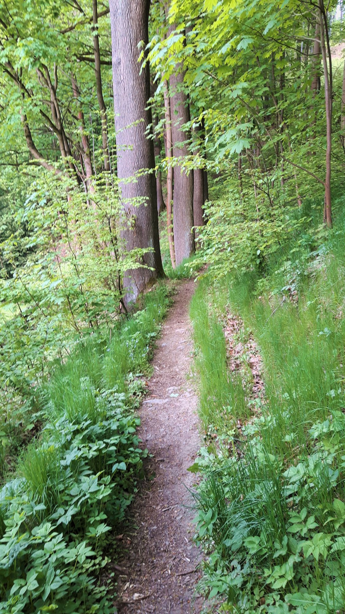 Weg am Bach entlang