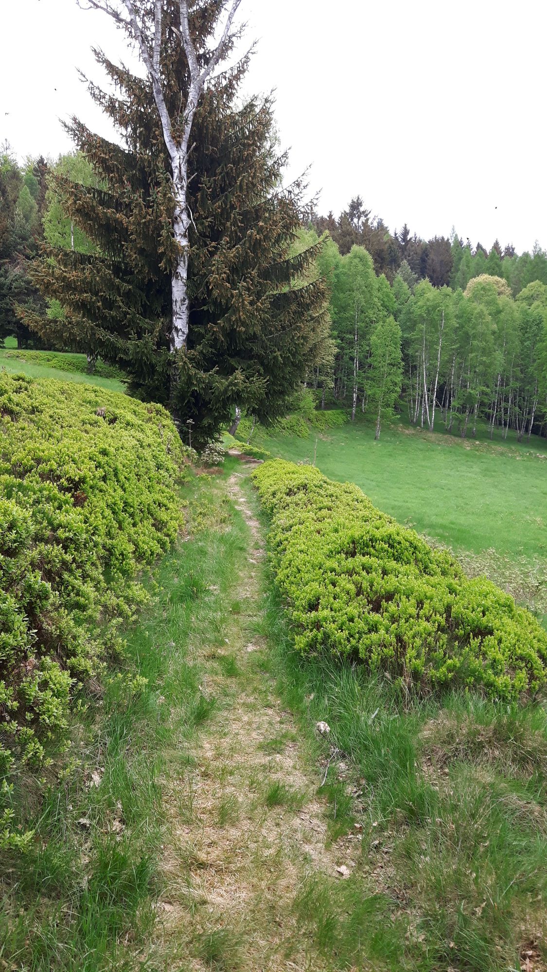 schöner Weg