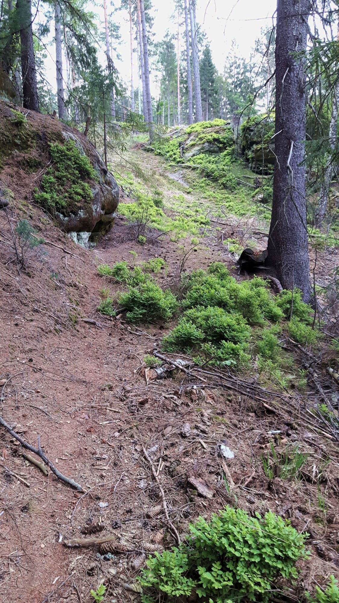 Weg im Wald