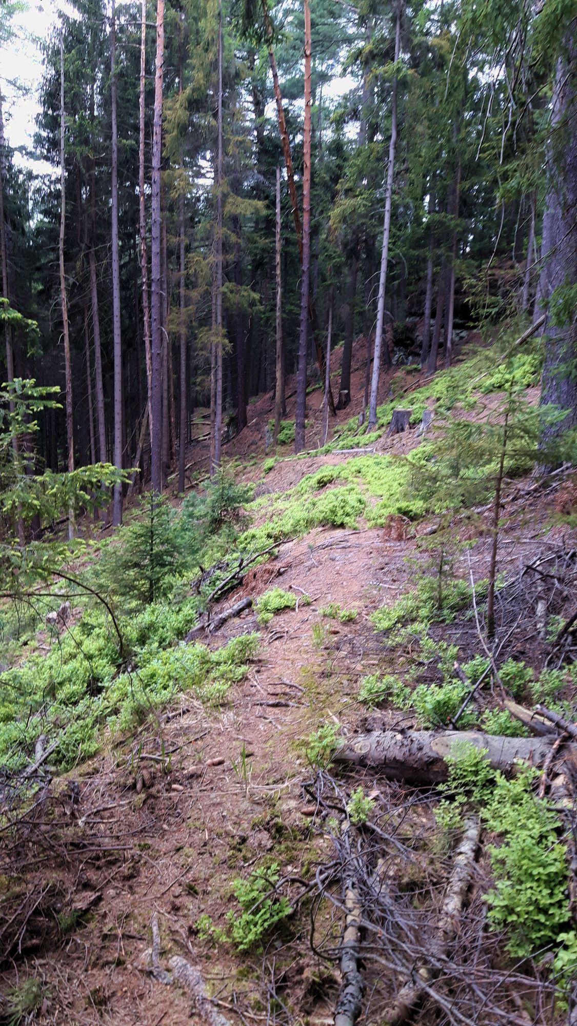 Weg im Wald
