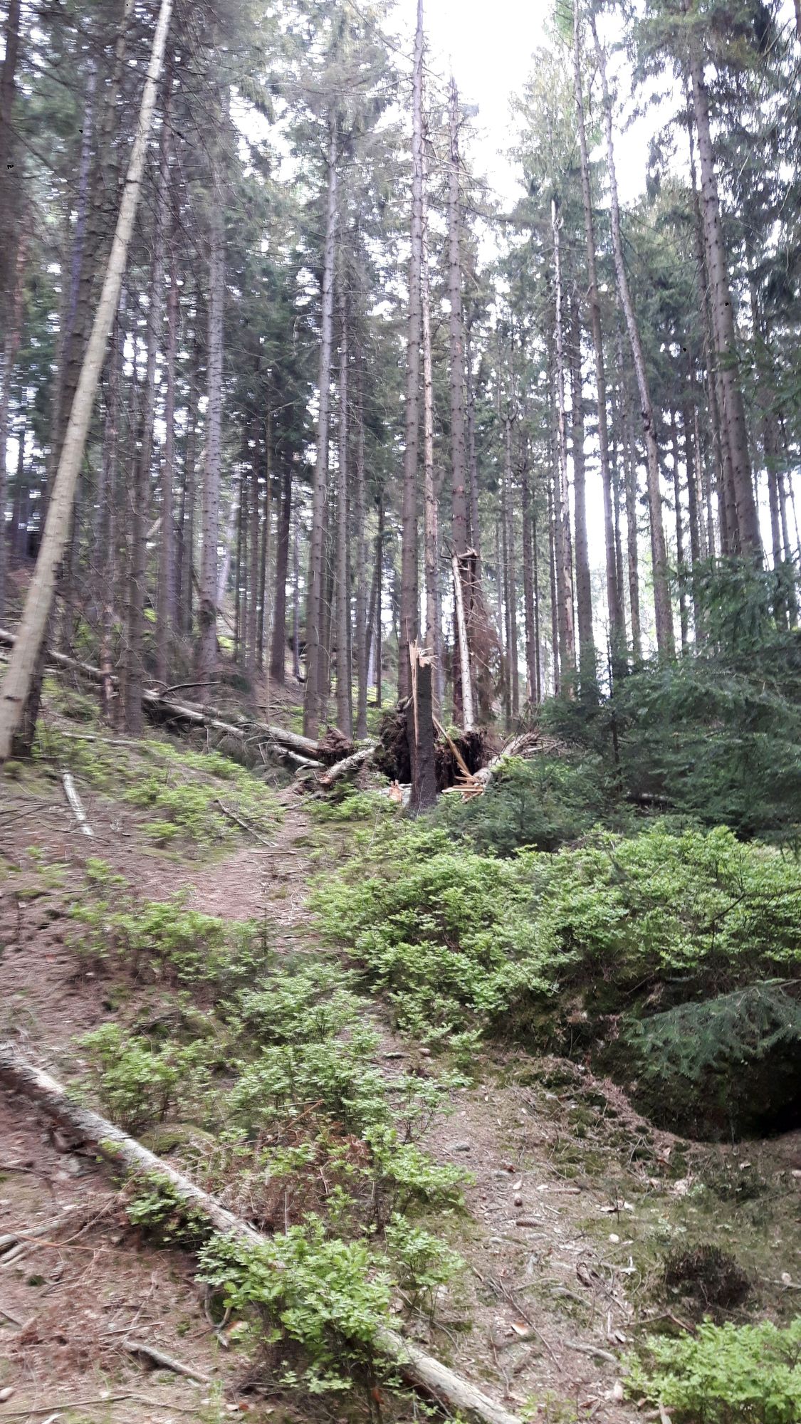 Wald in einem gruseligen Zustand