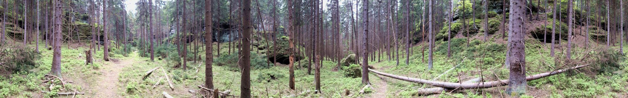 Wald in einem gruseligen Zustand