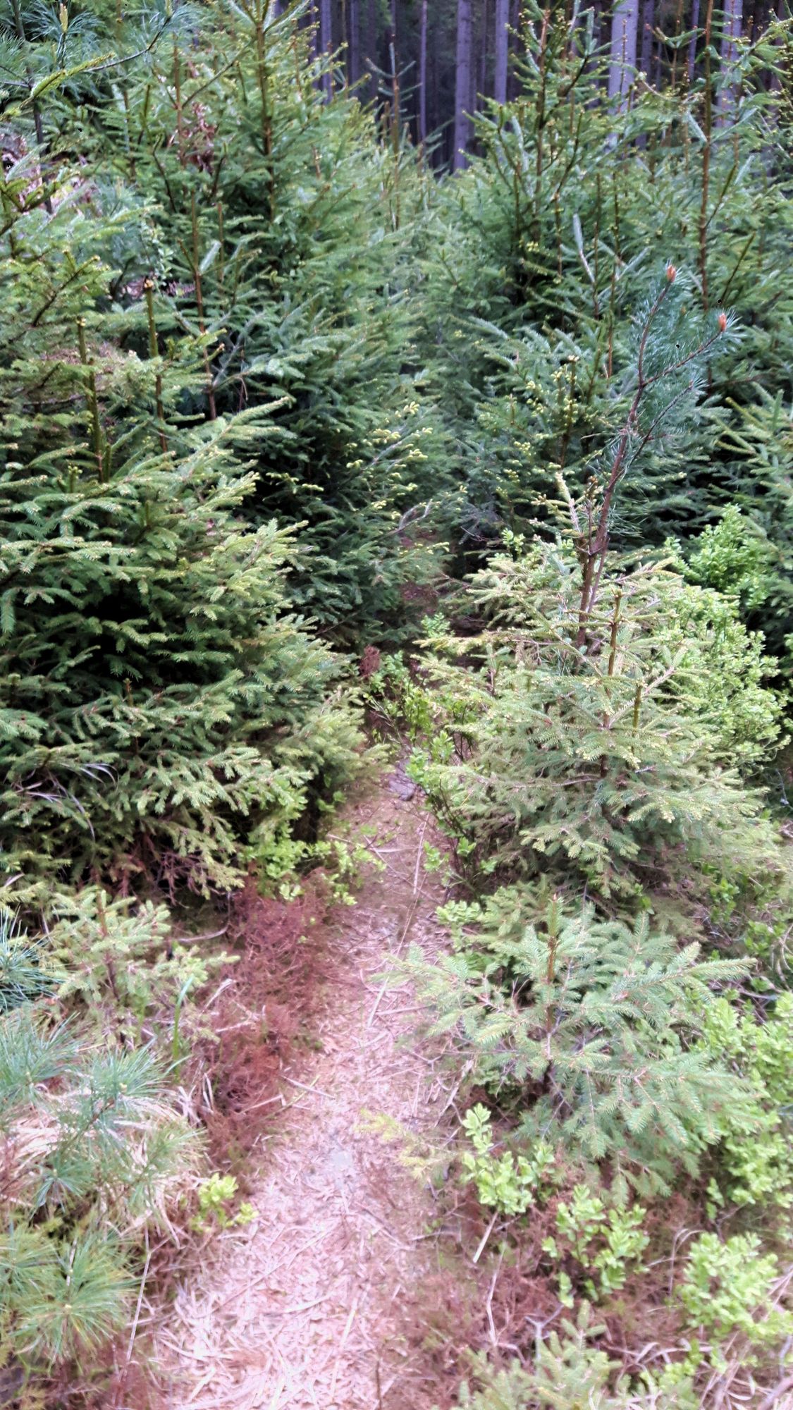 der Weg ist weg