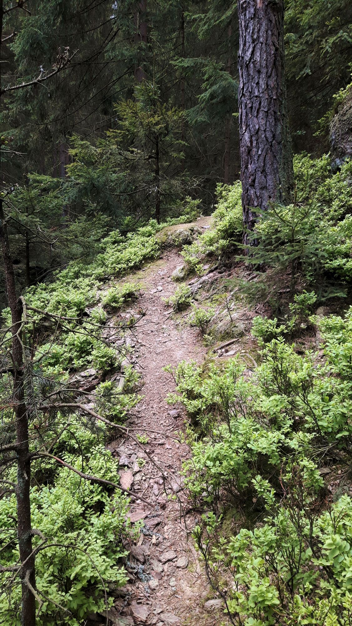 Weg im Wald