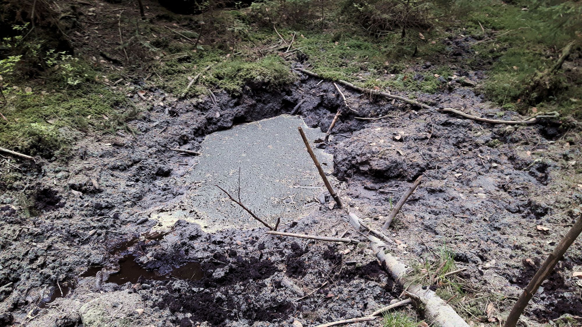 Wildschwein Suhle