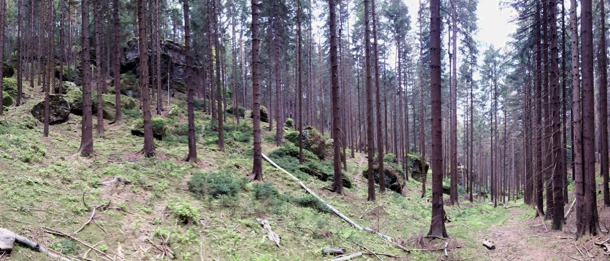 Wald in einem noch schlimmeren Zustand