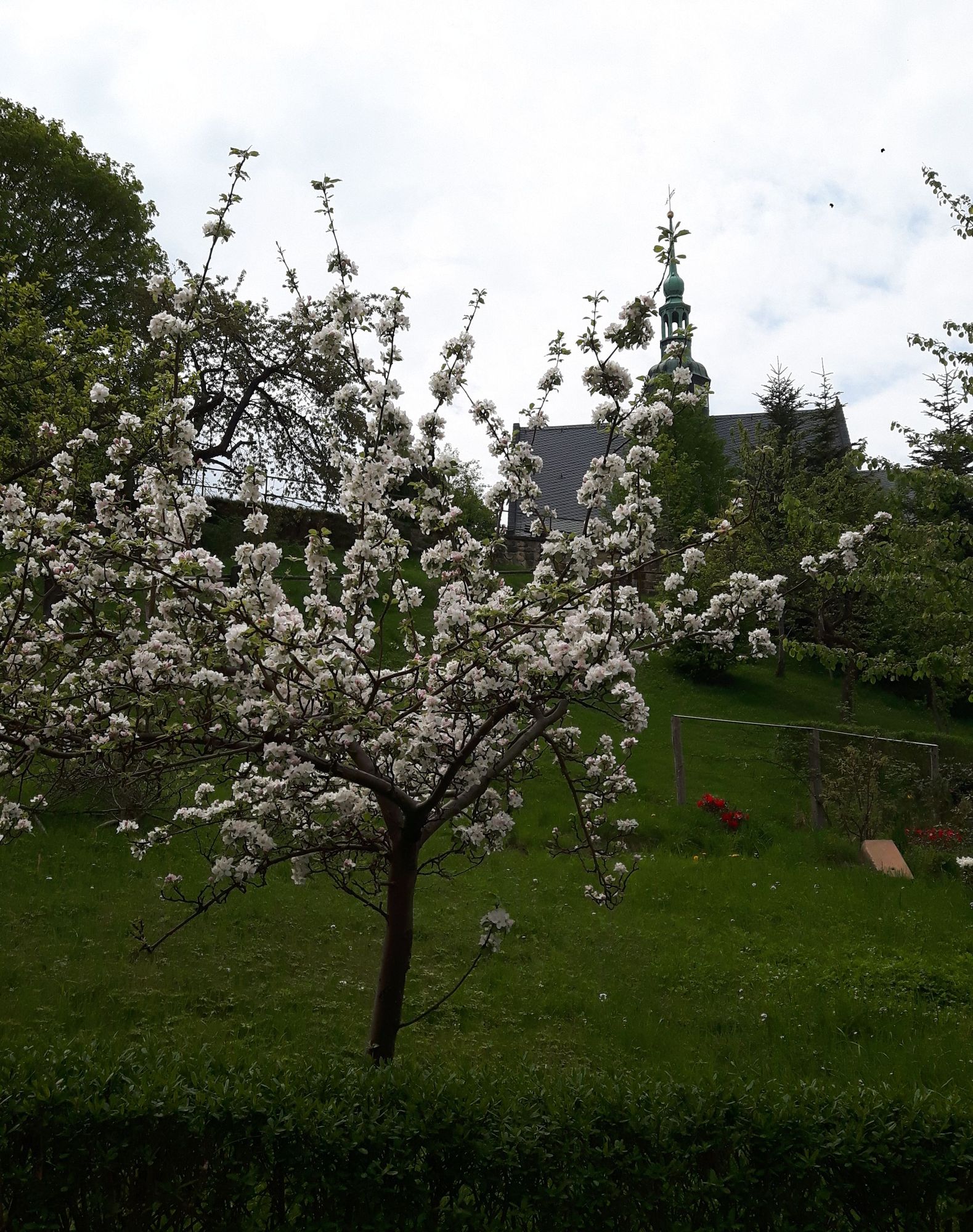 Blühender Baum