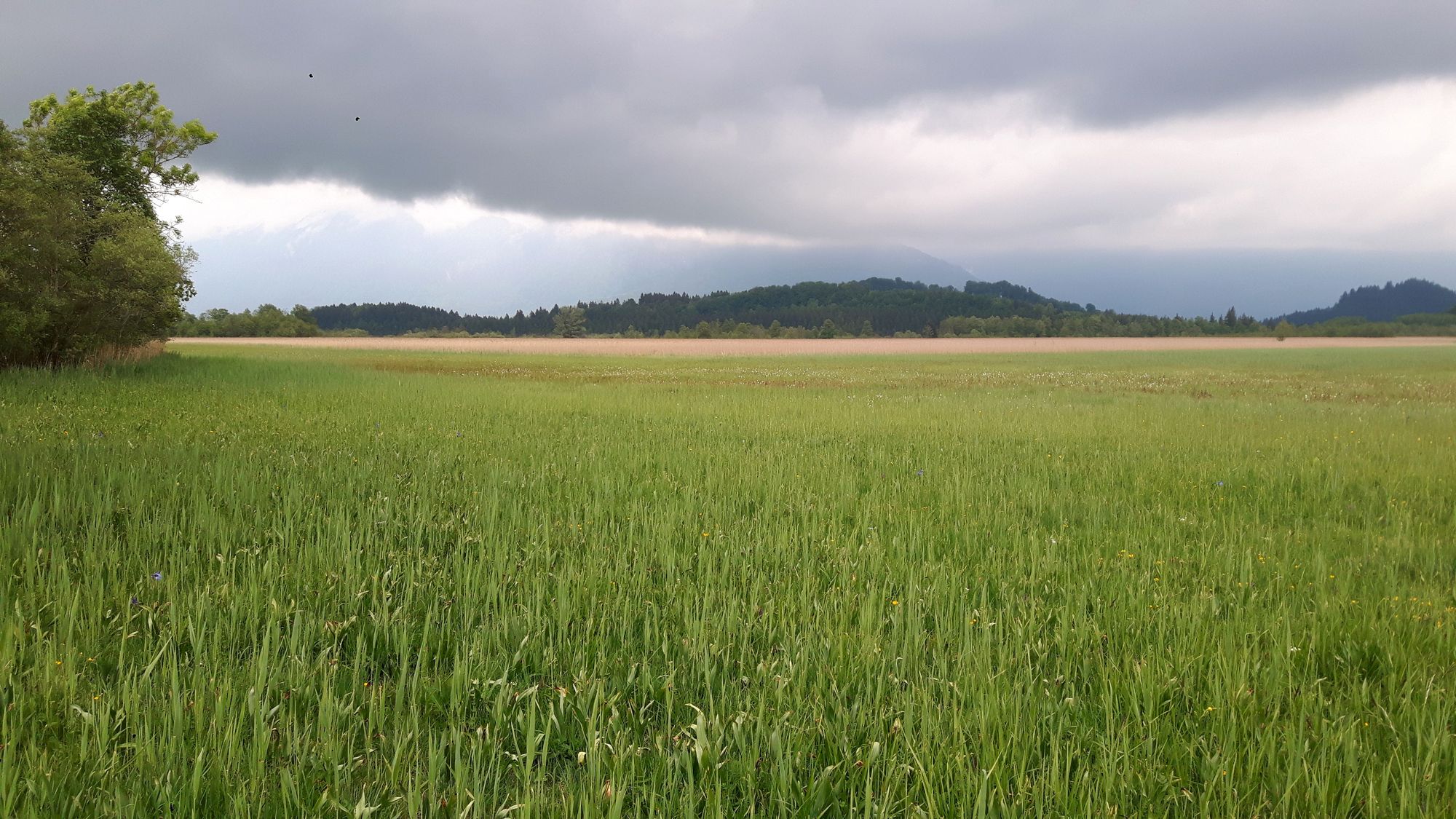Panoramablick über das Murnauer Moos