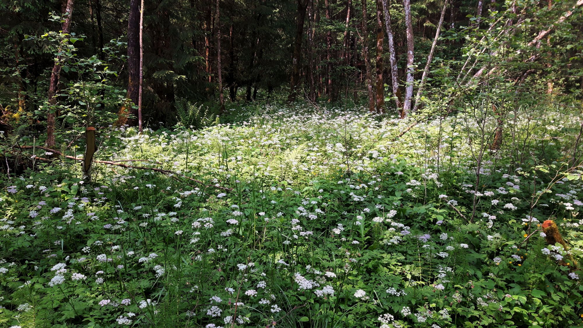 Murnauer Moos Giersch im Wald