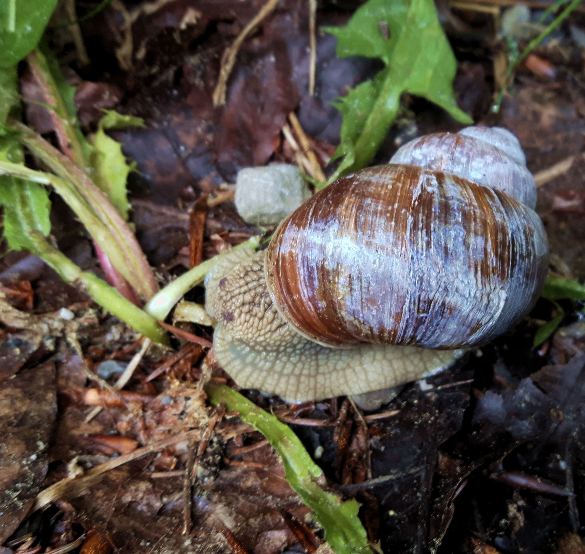 Murnauer Moos Weinberg Schnecke