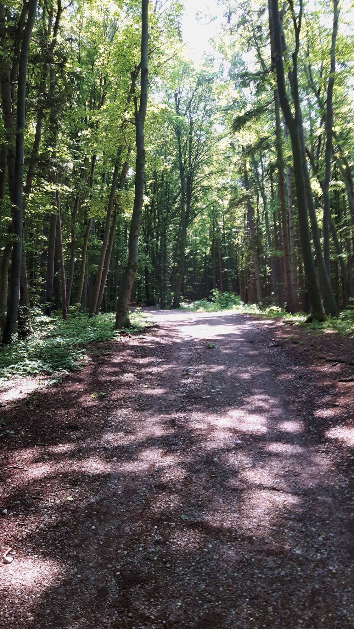Waldweg Erlinger Höhenweg
