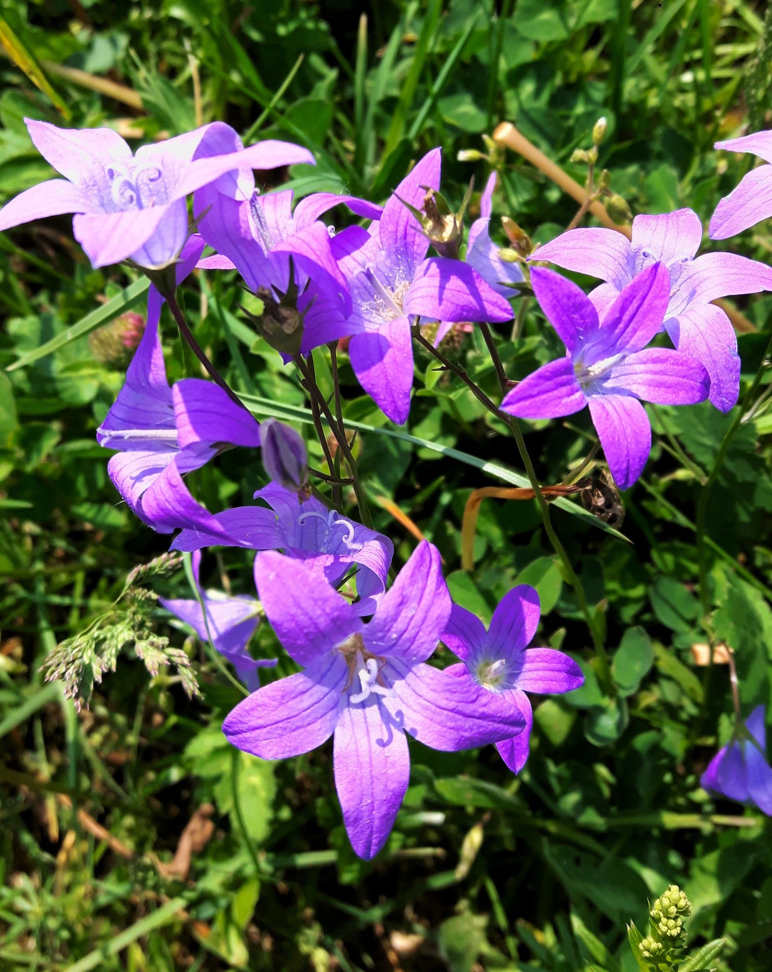 lila Glockenblumen