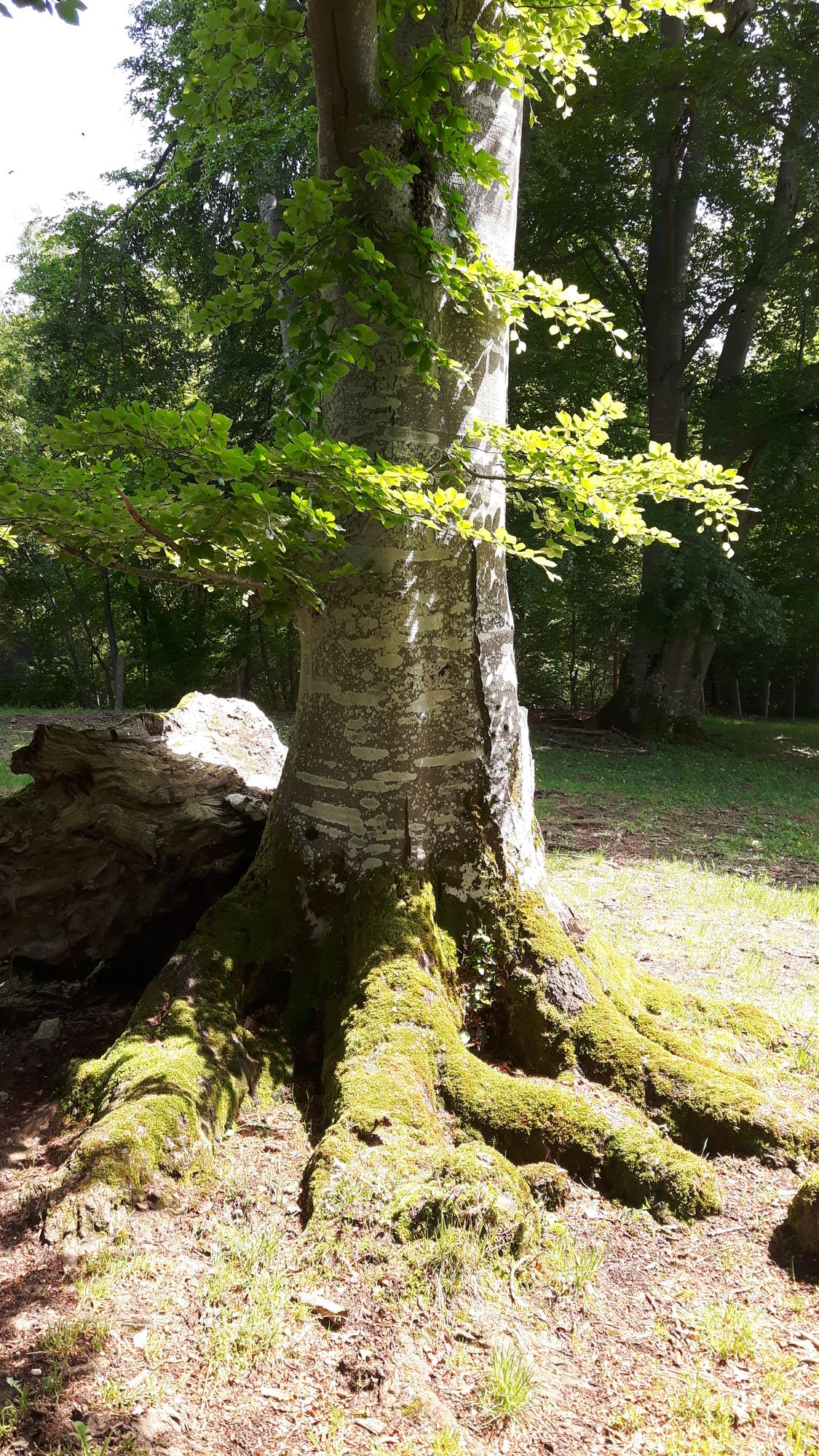 alte Buche