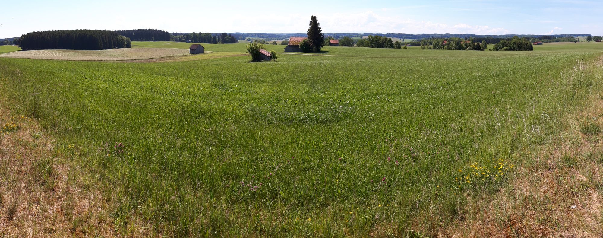 Wiesen