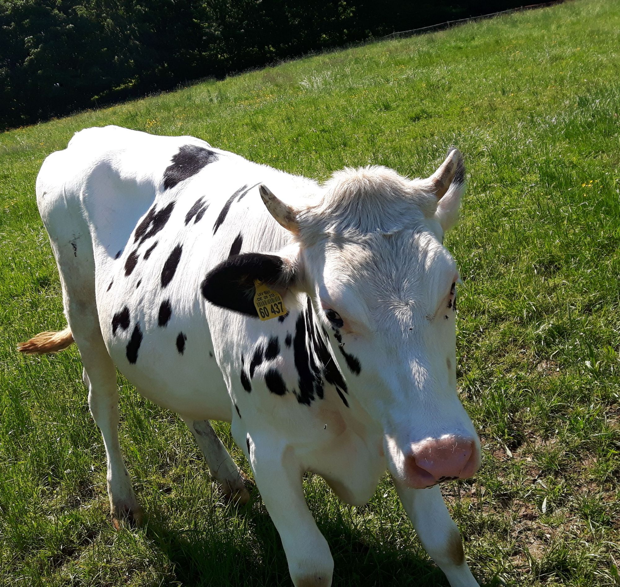Weiße Kuh mit schwarzen Flecken