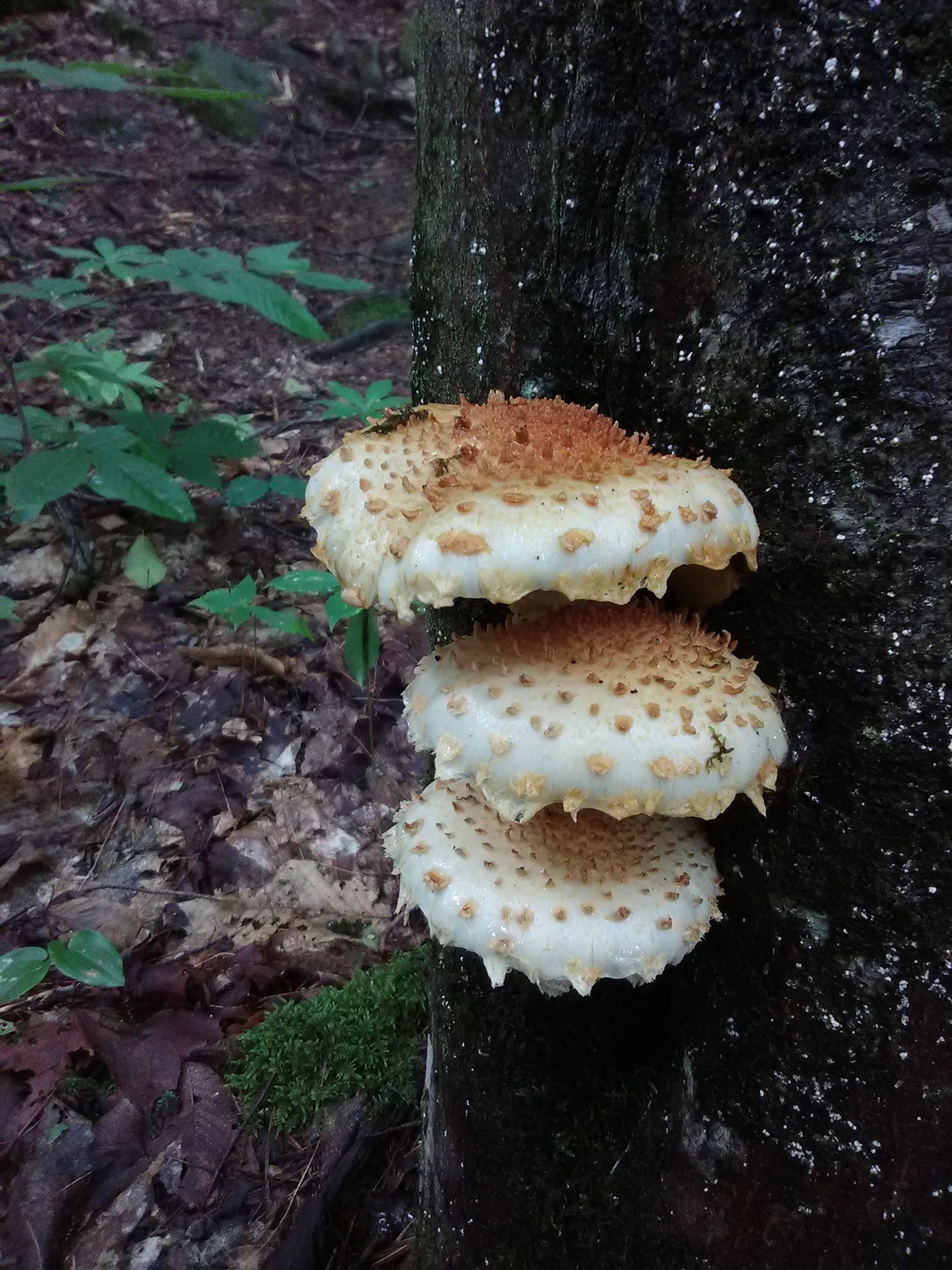 Pilze an einem Baumstamm
