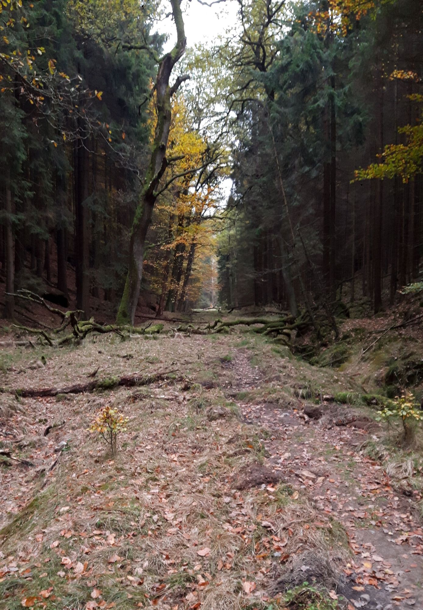 Auf dem Weg nach Tschechien