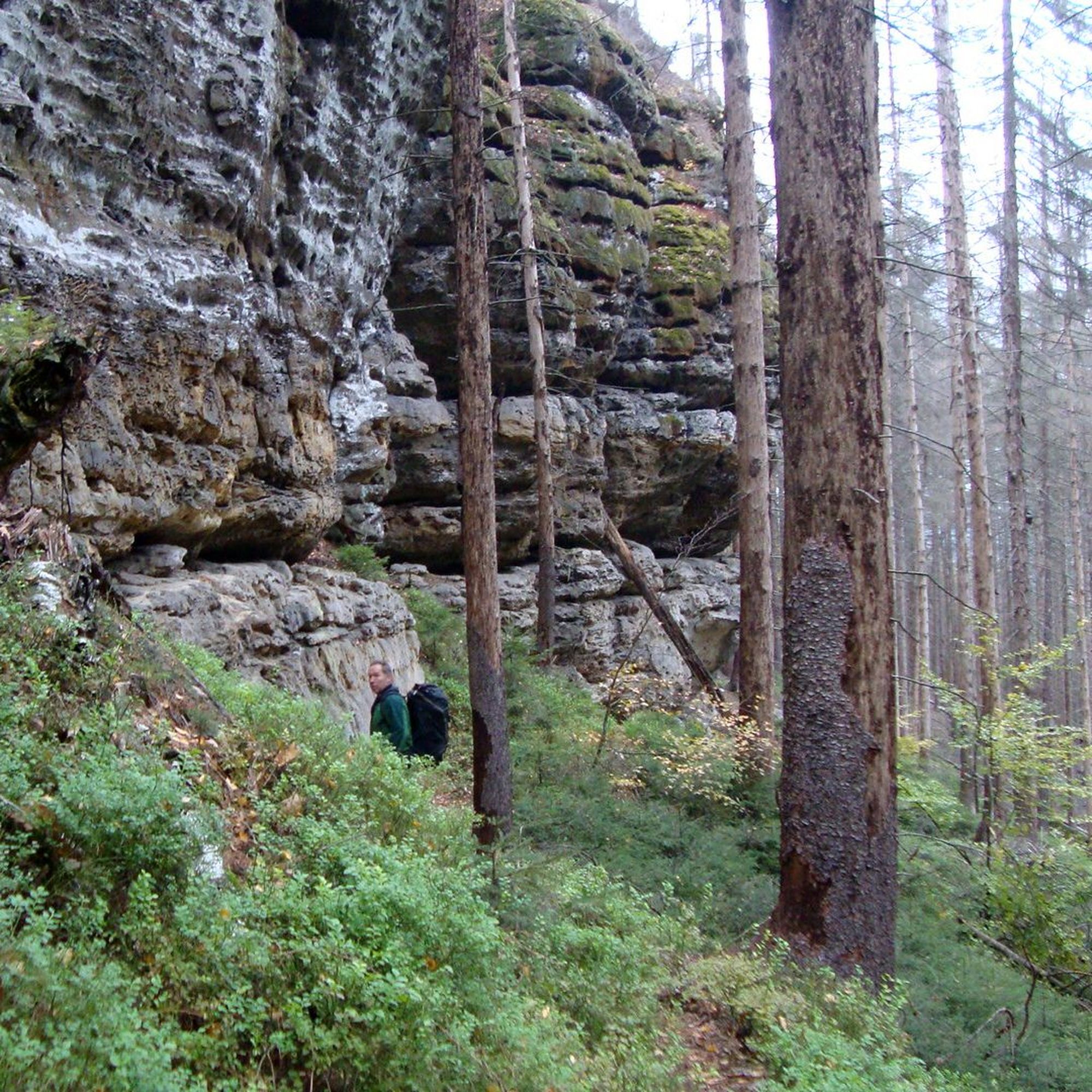 Auf dem Weg im toten Wald