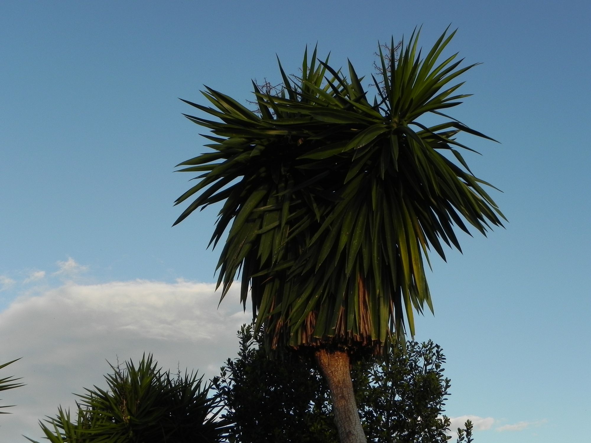 Spanien Rancho de Inglese Yucca