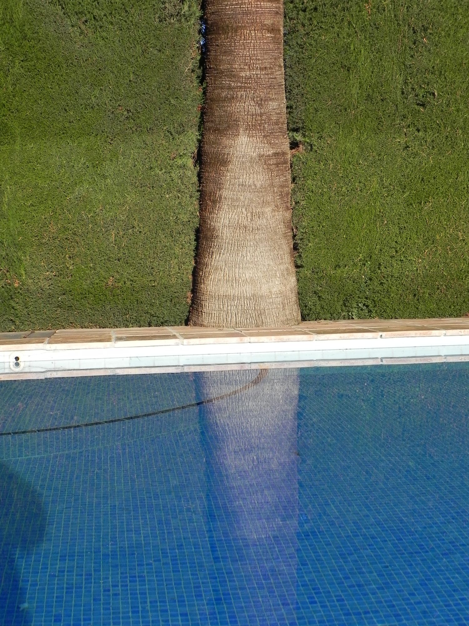 Spanien Rancho de Inglese Berge Pool Palme Hecke