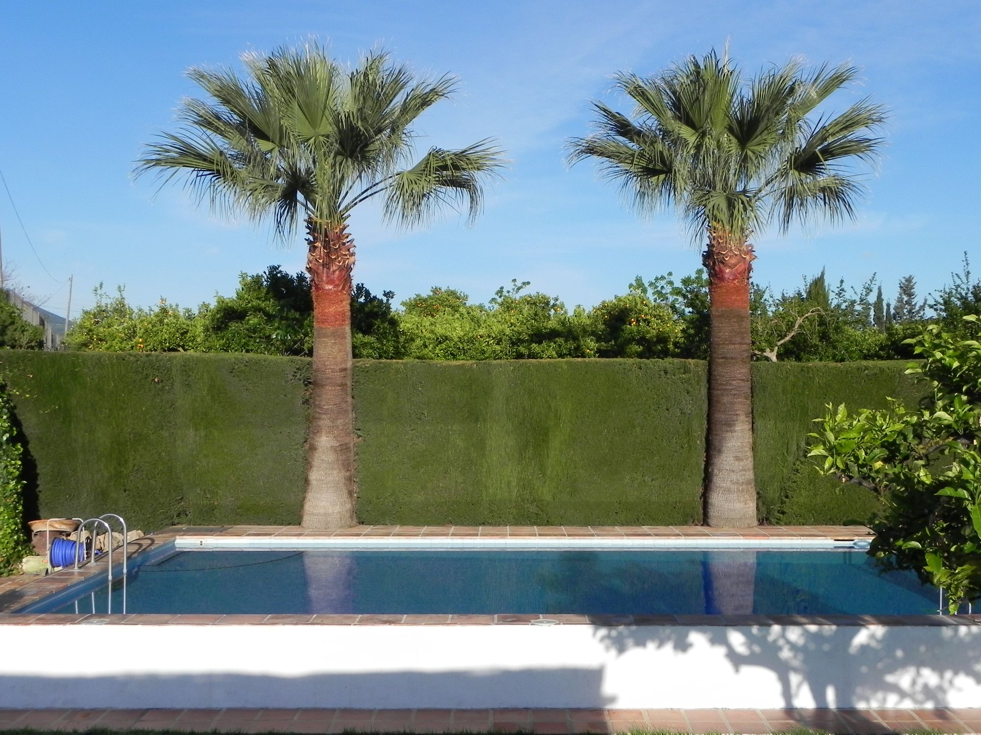 Rancho de Inglese Pool Palmen