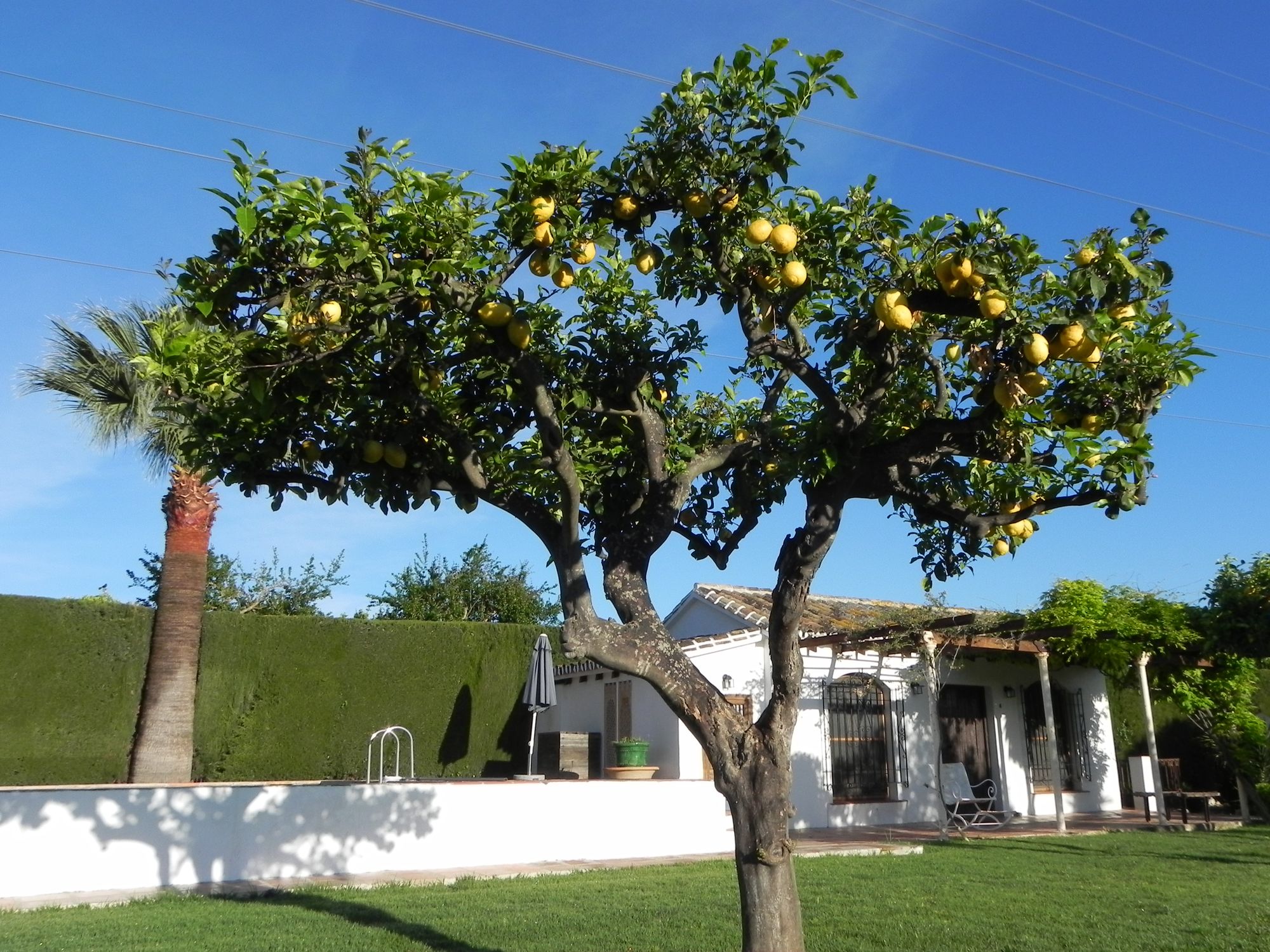 Rancho de Inglese Zitronenbaum