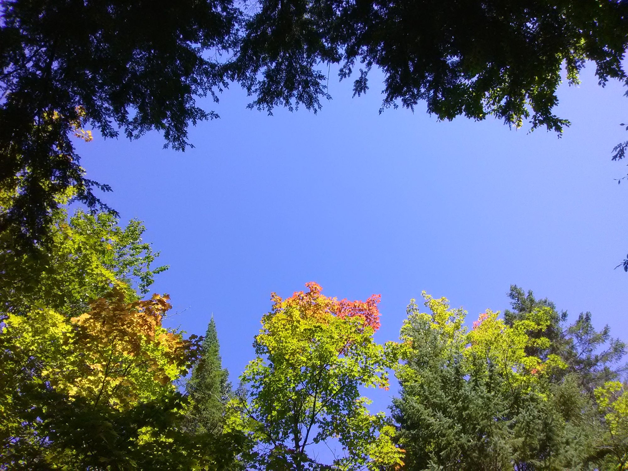 erstes Herbstlaub