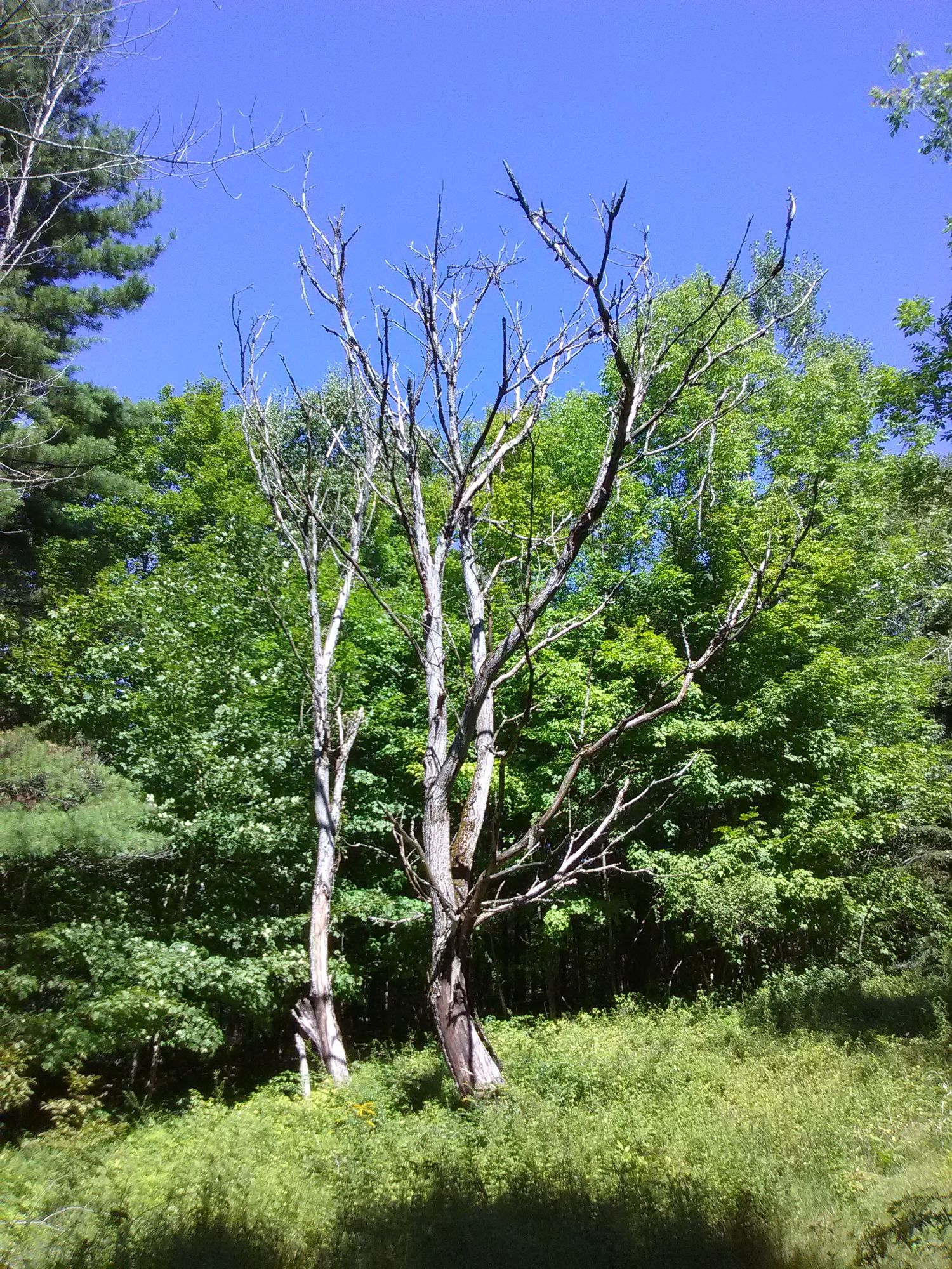Wald