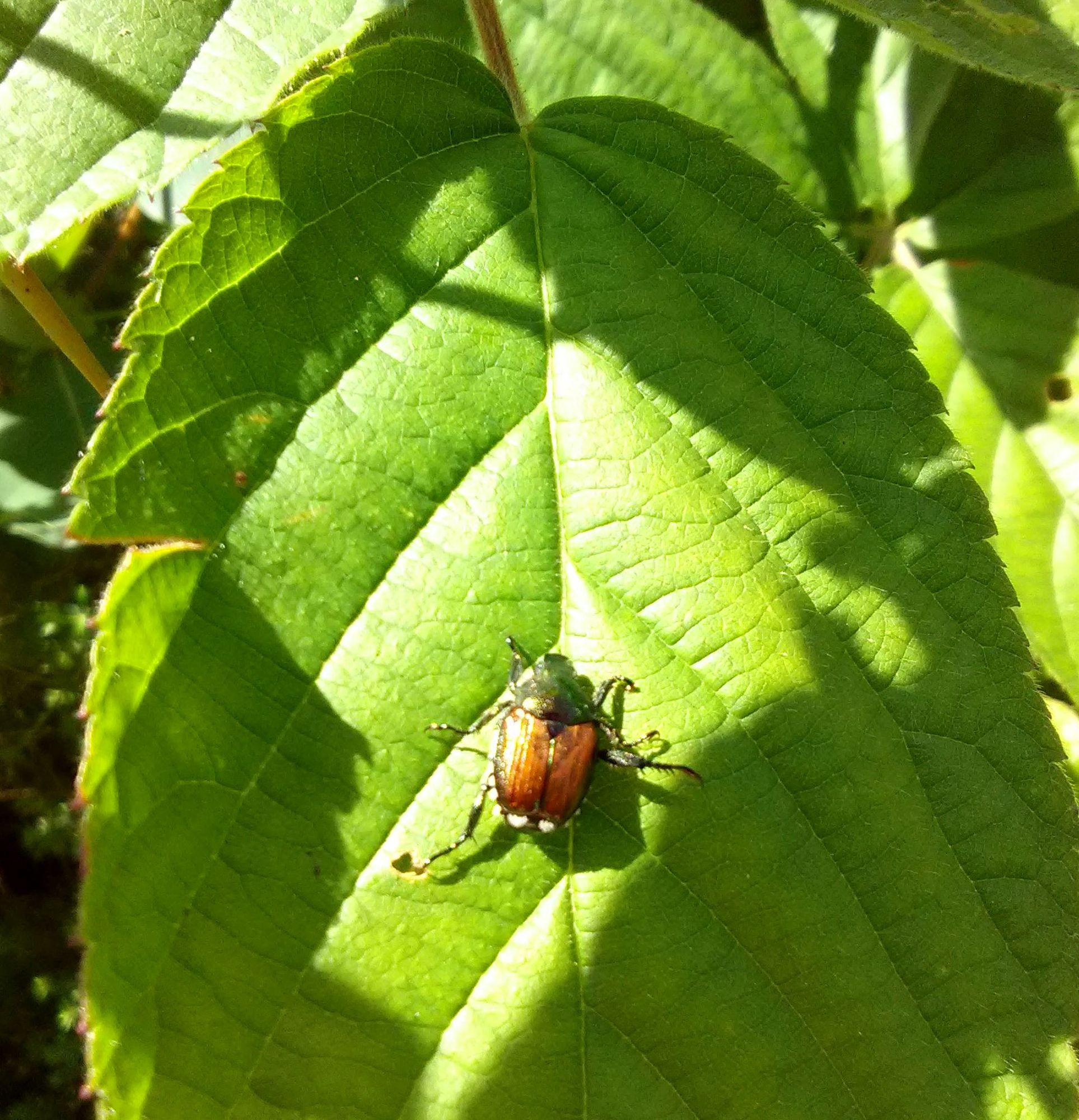Käfer auf Blatt