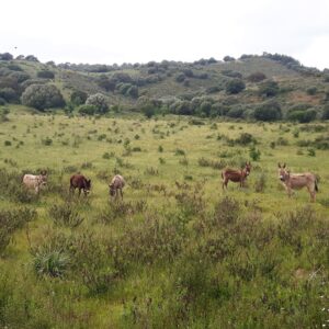 Esel auf der Weide Sardinien The Old Farm Asfodeli